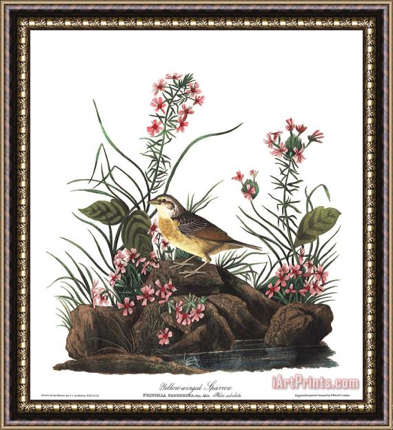 John James Audubon Yellow Winged Sparrow Framed Print