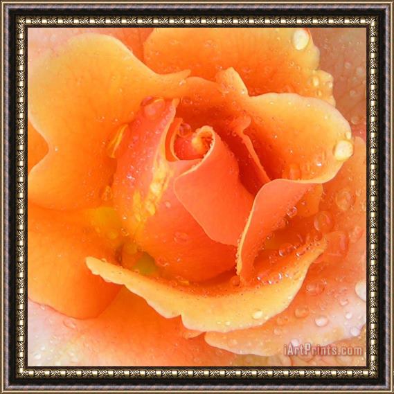 John Lautermilch Center of Orange Rose Framed Painting