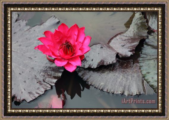 John Lautermilch Red on Gray Water Lily Framed Painting