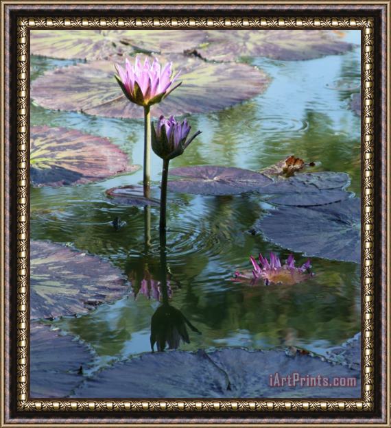 John Lautermilch Ripples and Pink Lilies Framed Print