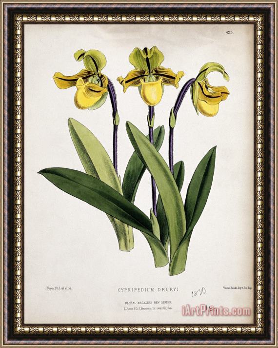John Nugent Fitch A Lady's Slipper Orchid (cypripedium Drurii): Flowering Stem Framed Painting