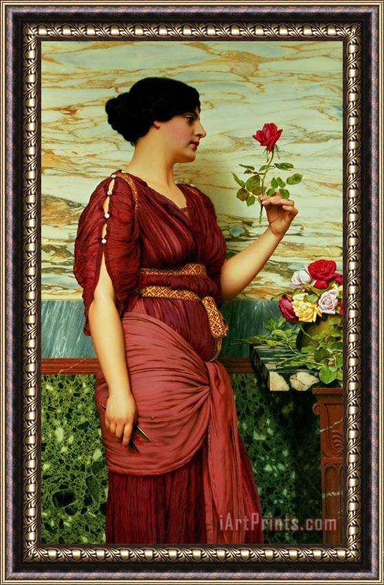 John William Godward A Red Rose Framed Print