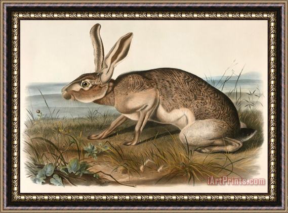 John Woodhouse Audubon Texian Hare (lepus Texianus) Framed Painting