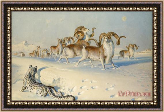 Joseph Wolf A Snow Leopard Stalking Ovis Poli Framed Print