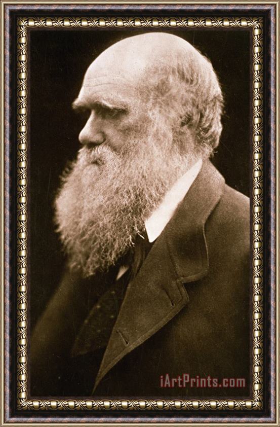 Julia Margaret Cameron Charles Darwin Framed Painting