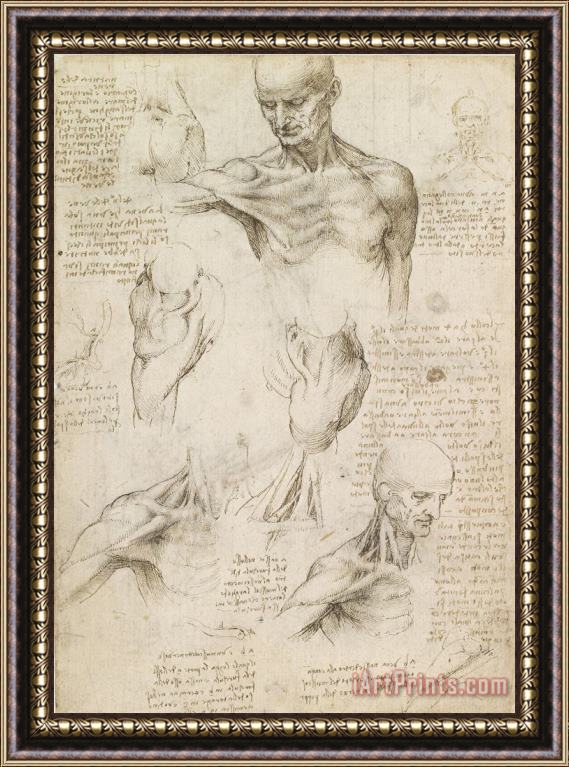 Leonardo da Vinci Anatomical Drawing Of Shoulder And Neck Framed Print