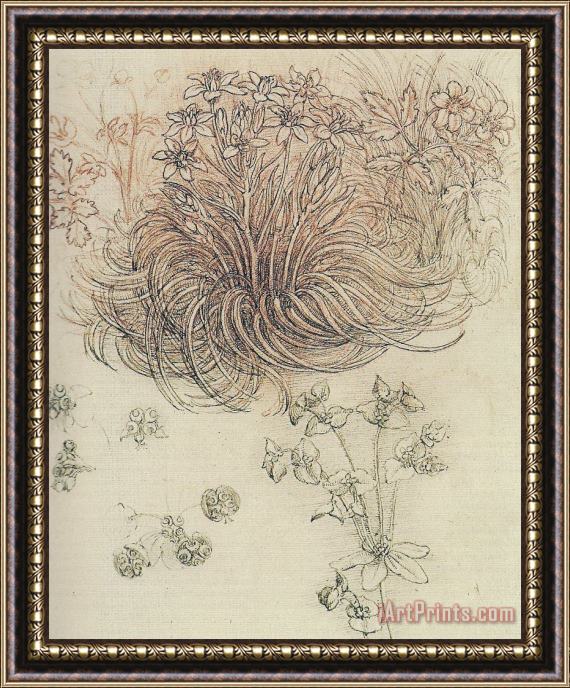 Leonardo da Vinci Botanical Study Framed Print