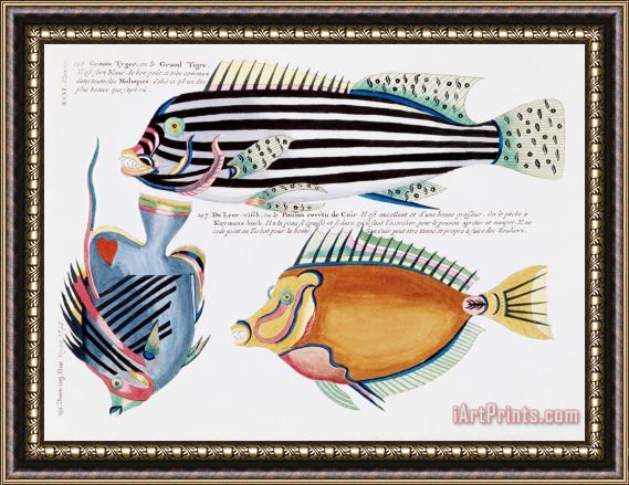 Louis Renard Fish Framed Painting