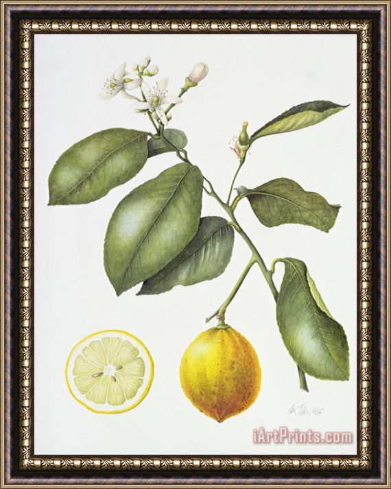 Margaret Ann Eden Citrus Bergamot Framed Painting