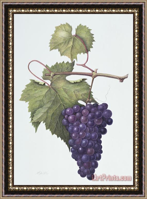 Margaret Ann Eden Grapes Framed Painting