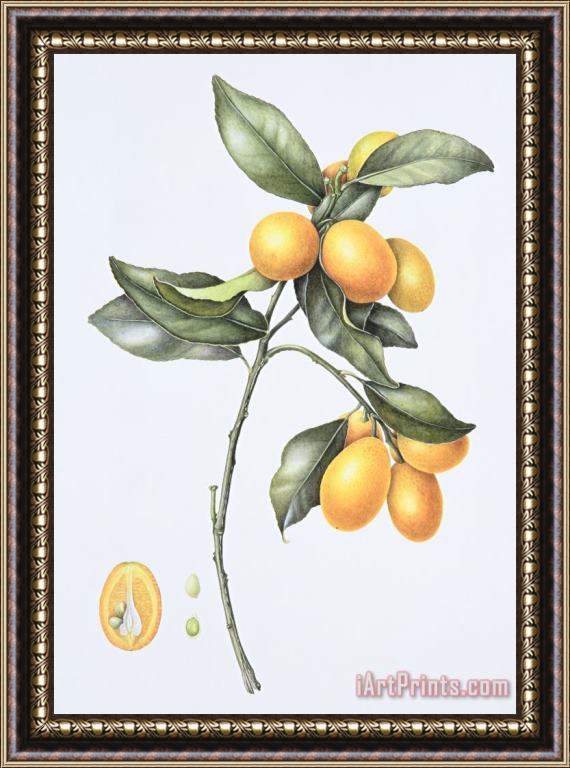 Margaret Ann Eden Kumquat Framed Painting