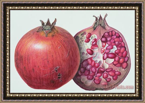 Margaret Ann Eden Pomegranate Framed Painting