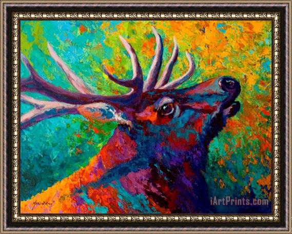 Marion Rose Forest Echo - Bull Elk Framed Print