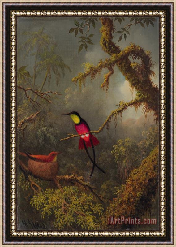 Martin Johnson Heade A Pair of Nesting Crimson Topaz Hummingbirds Framed Print