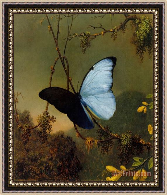 Martin Johnson Heade Blue Morpho Butterfly Framed Painting