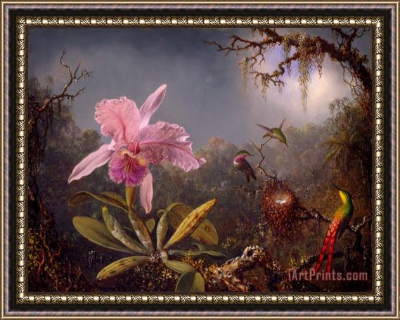 Martin Johnson Heade Cattleya Orchid And Three Hummingbirds Framed Print