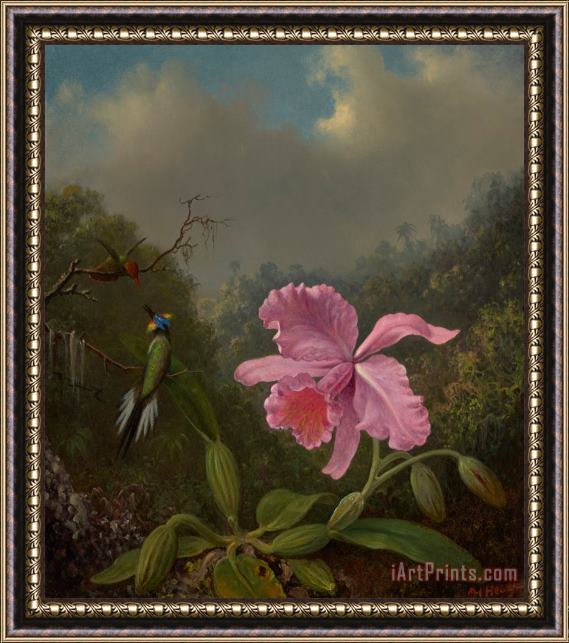 Martin Johnson Heade Fighting Hummingbirds with Pink Orchid Framed Painting