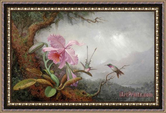 Martin Johnson Heade Hummingbirds And Orchids Framed Print