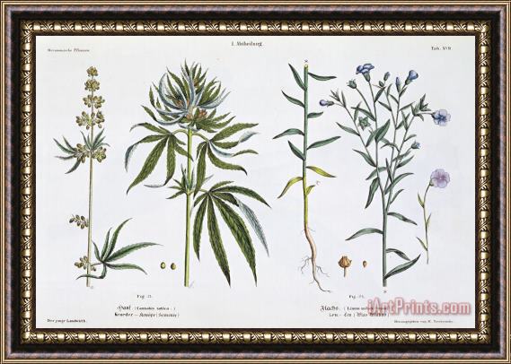 Matthias Trentsensky Cannabis And Flax Framed Print