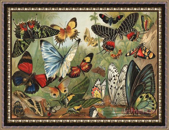 Mutzel Butterflies 2 Framed Print