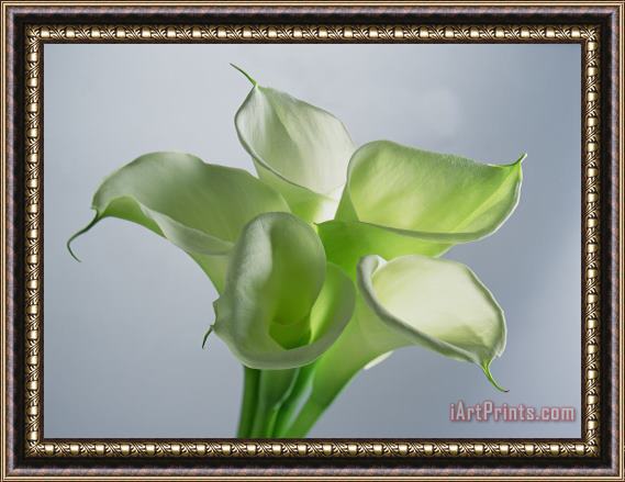 Norman Hollands Four Arum Lilies Framed Painting