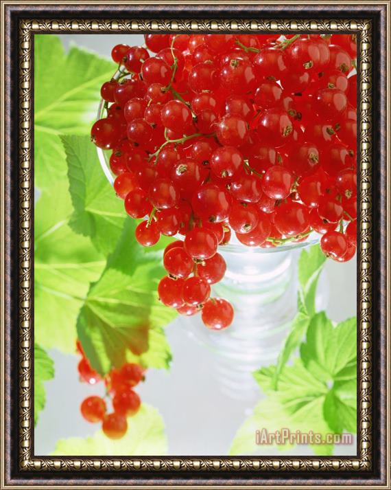 Norman Hollands Redcurrants And Leaves Framed Painting