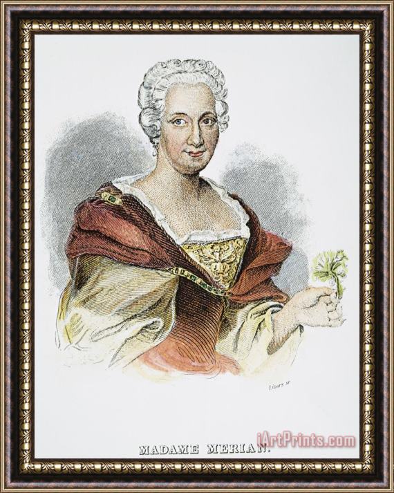 Others Anna Maria Sibylla Merian Framed Print