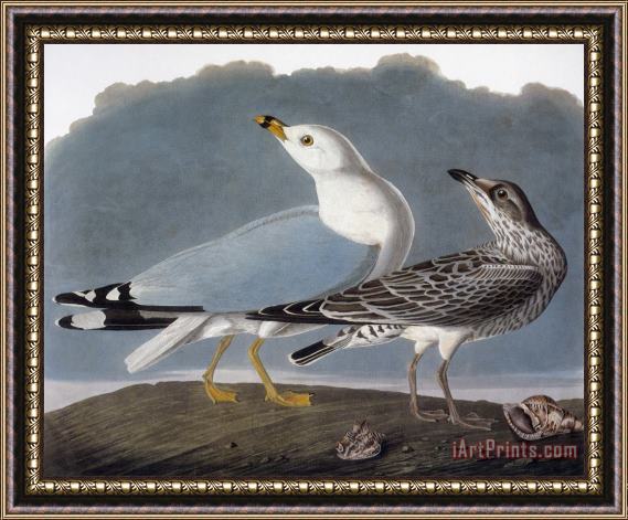 Others Audubon: Gull Framed Painting