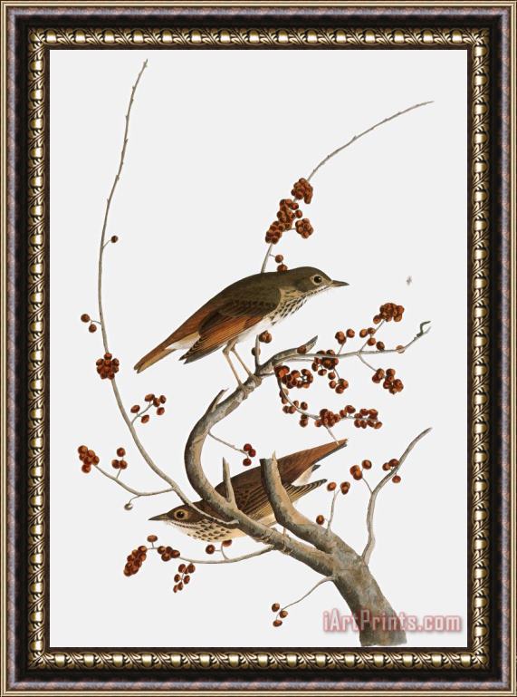 Others Audubon: Thrush Framed Print
