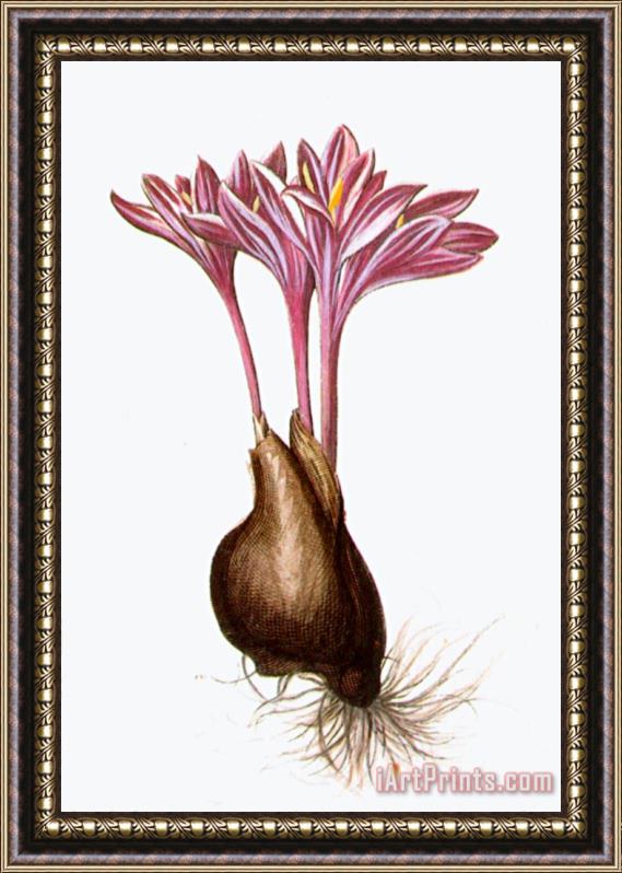 Others Autumn Crocus Framed Painting
