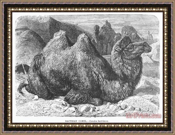 Others Bactrian Camel Framed Painting