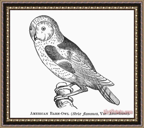 Others Barn Owl, 1877 Framed Painting