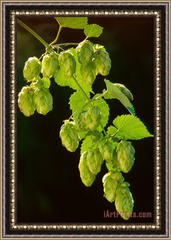 Others Beer Hops Framed Painting
