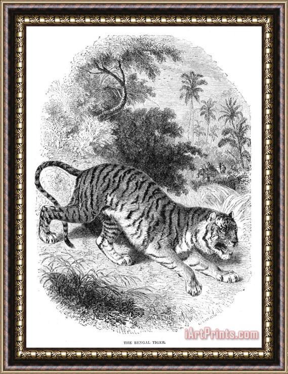 Others Bengal Tiger Framed Painting