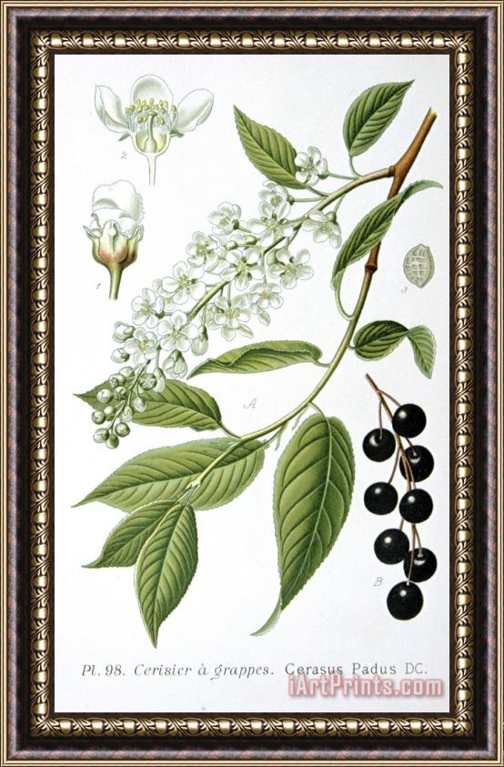 Others Bird Cherry Cerasus Padus Or Prunus Padus Framed Painting