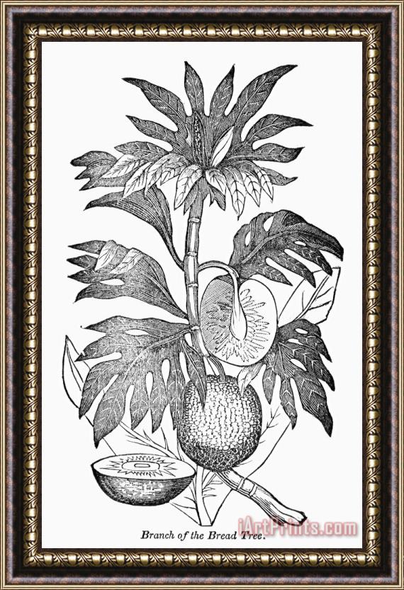 Others Botany: Breadfruit Tree Framed Print