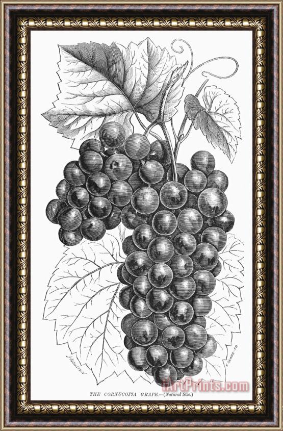 Others Botany: Grapes Framed Print