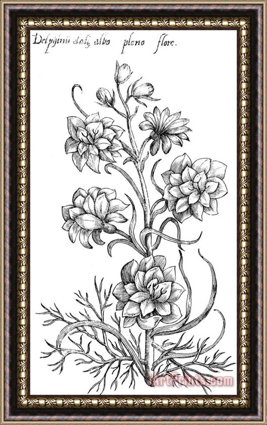 Others Botany: Larkspur, 1612 Framed Print