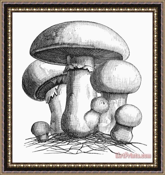 Others Botany: Mushroom Framed Print