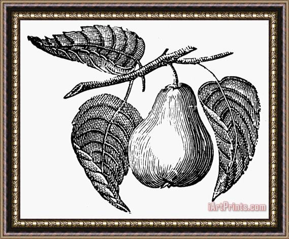 Others Botany: Pear Framed Print