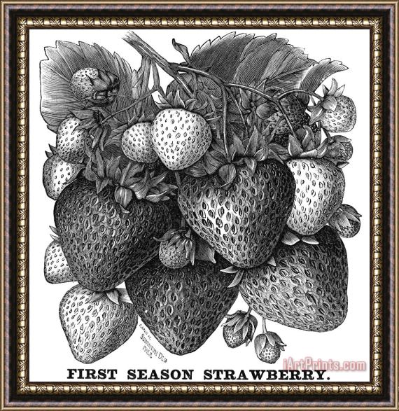 Others Botany: Strawberry Bush Framed Print