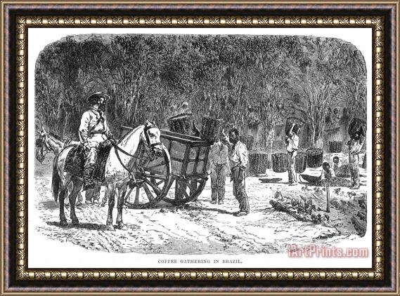 Others Brazil: Coffee Plantation Framed Painting
