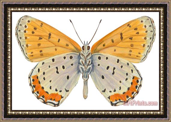 Others Bronze Copper Butterfly Framed Painting