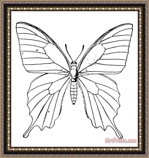 Others Butterfly Framed Print
