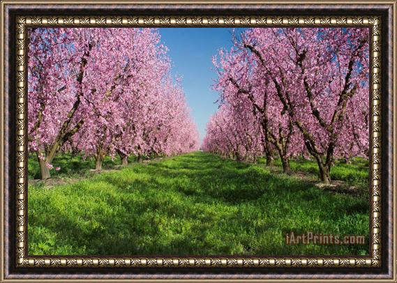 Others California Peach Tree Orchard Framed Print