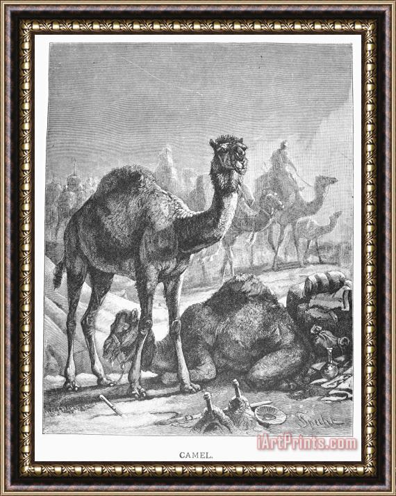 Others Camel Framed Print