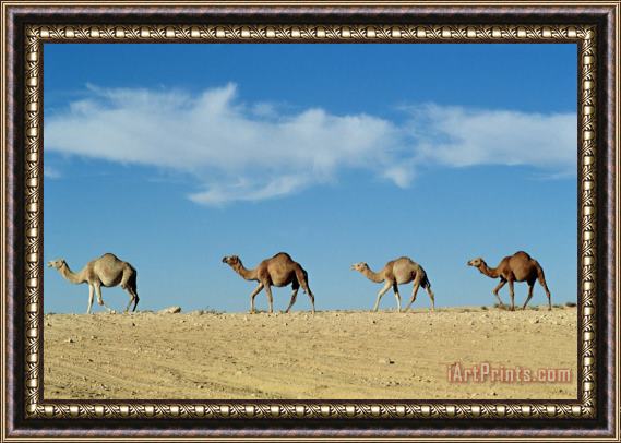 Others Camel Train Framed Painting