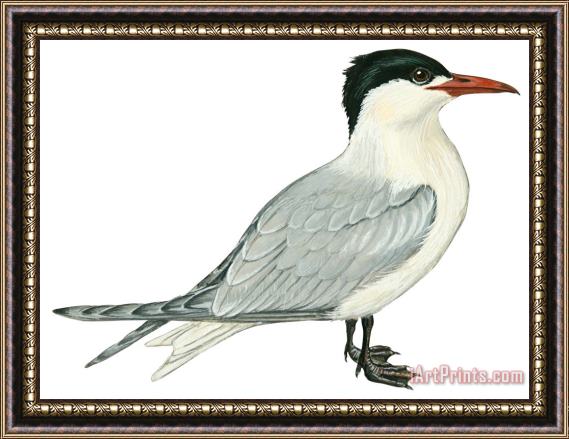 Others Caspian Tern Framed Painting