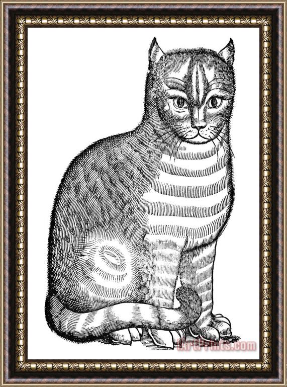 Others CAT Framed Print