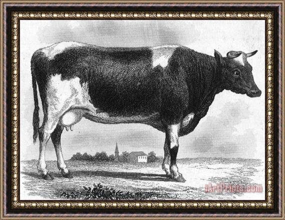 Others CATTLE, 19th CENTURY Framed Print